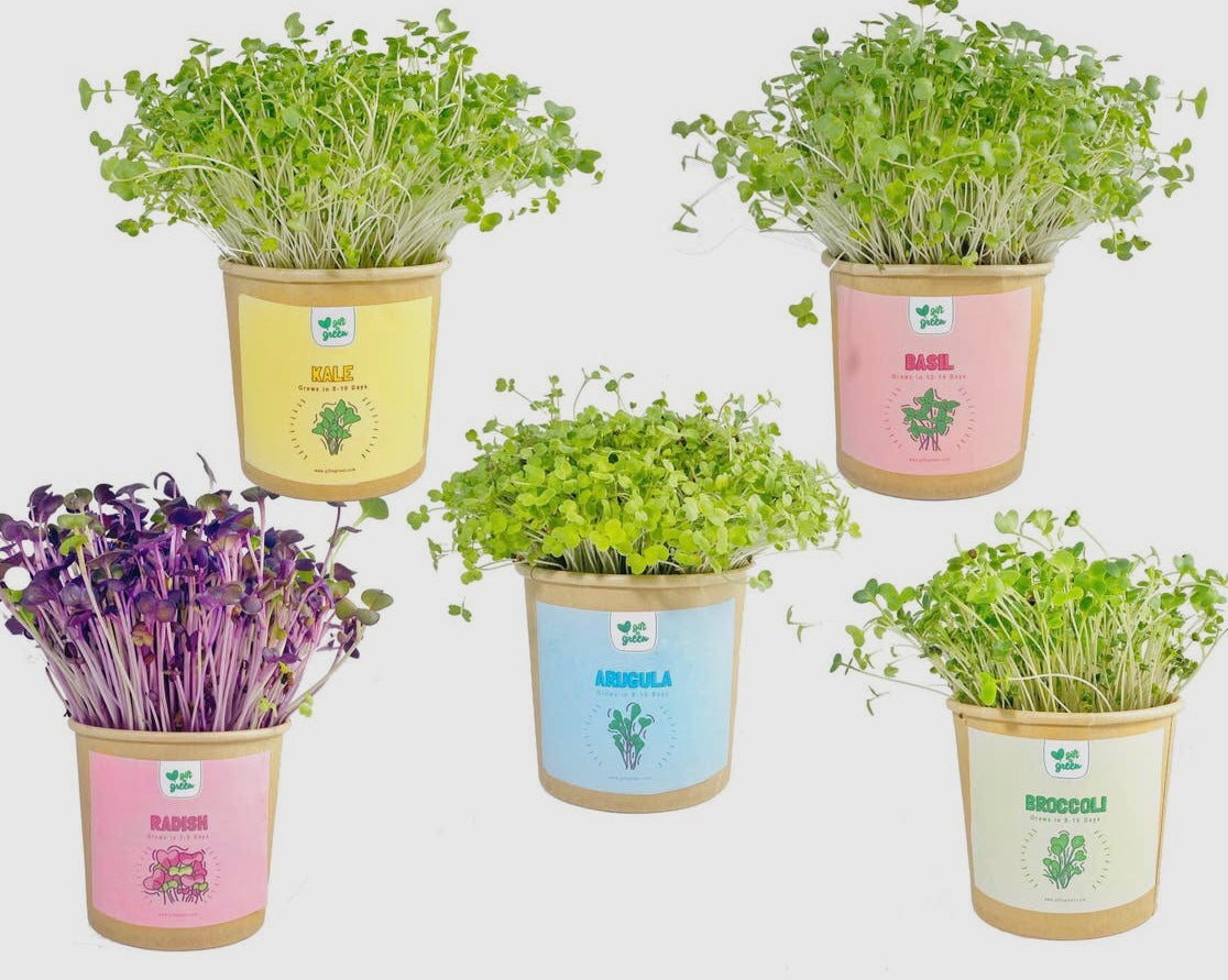 Coffret Cadeau de Micro-pousses Biologiques ***En Stock
