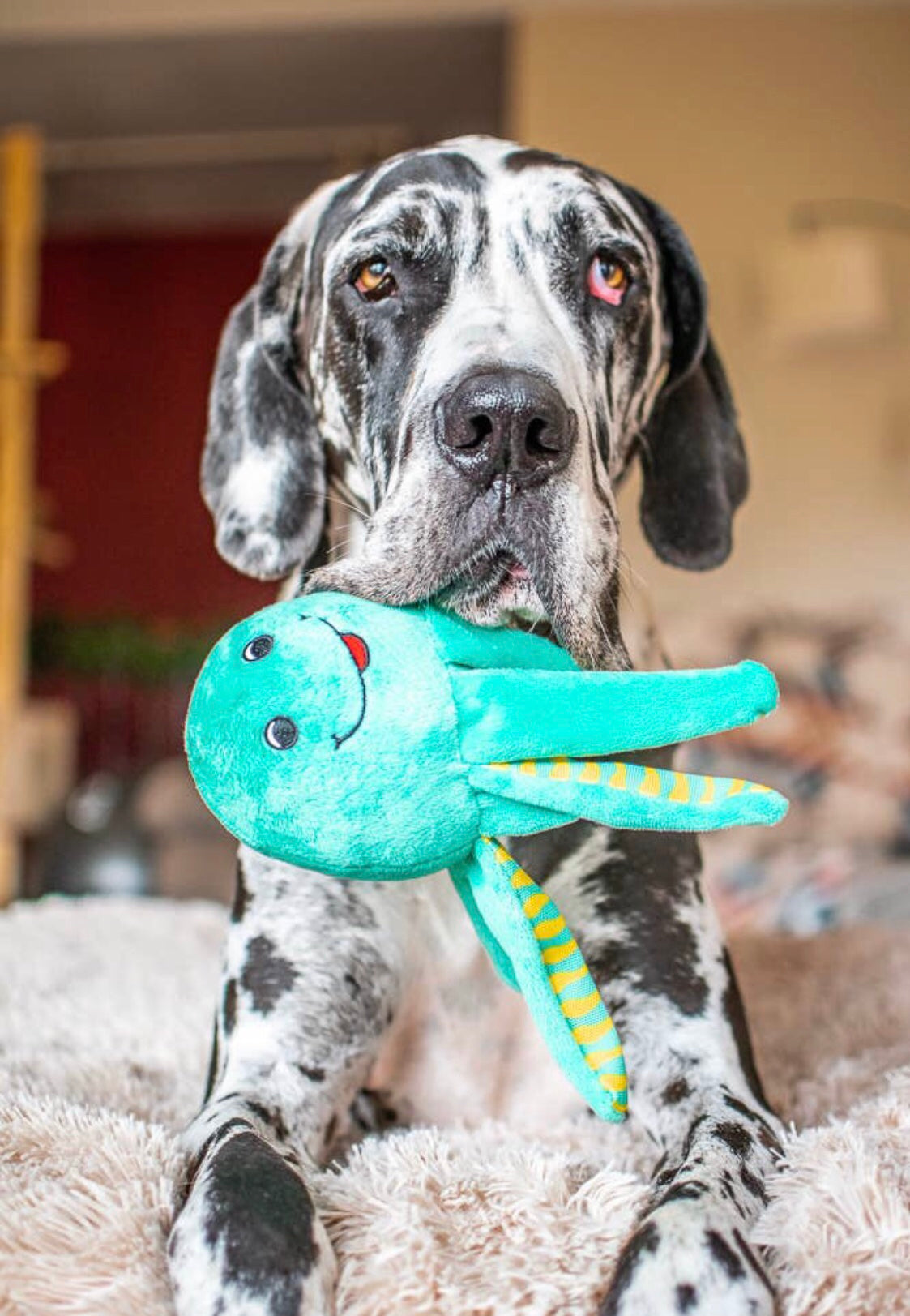 Éco Peluche pour animaux PIEUVRE fait de Plastique Recyclé ***En Stock