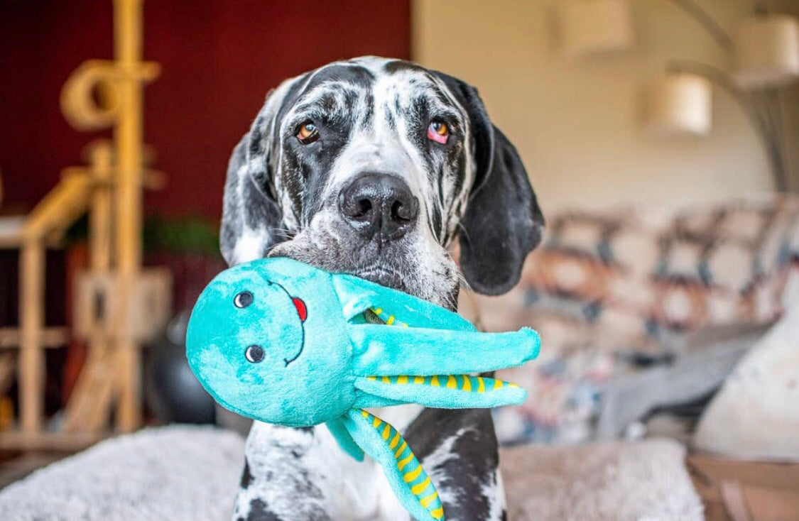 Éco Peluche pour animaux PIEUVRE fait de Plastique Recyclé ***En Stock