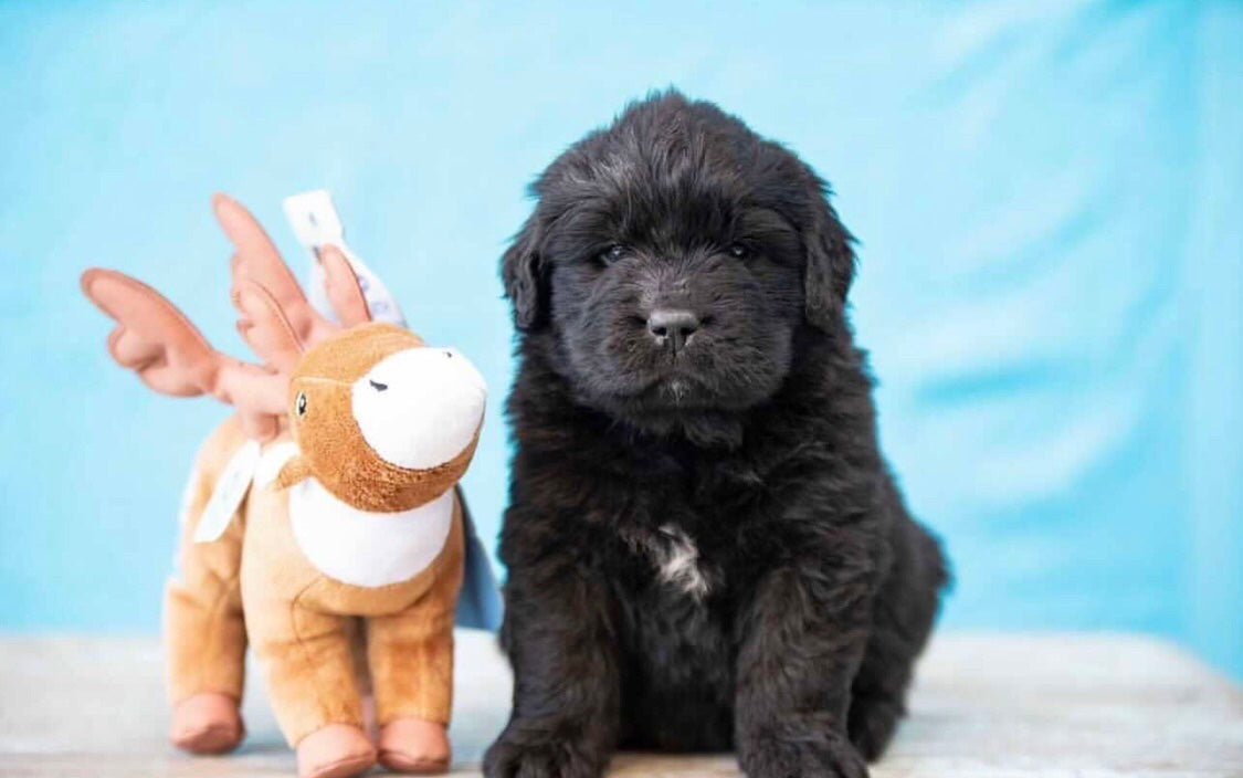 Éco Peluche pour animaux KARIBOU fait de Plastique Recyclé ***En Stock