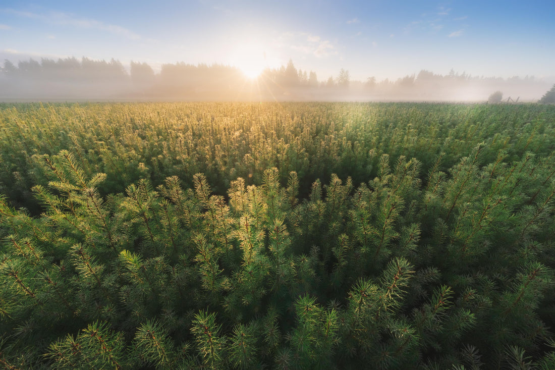 Support for groundbreaking carbon removal technologies.